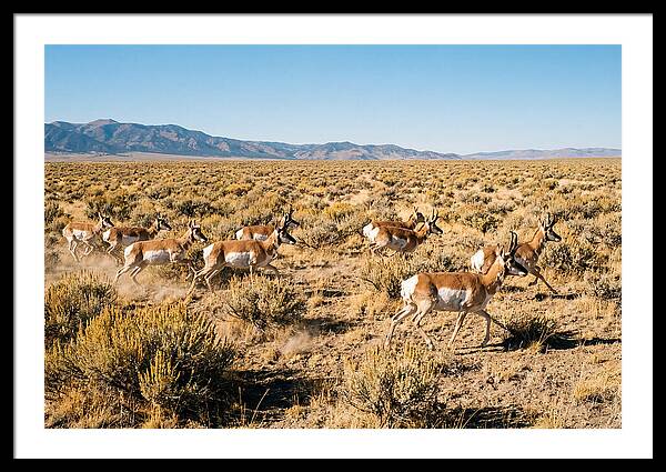 Pronghorns Sprinting Across Prairie