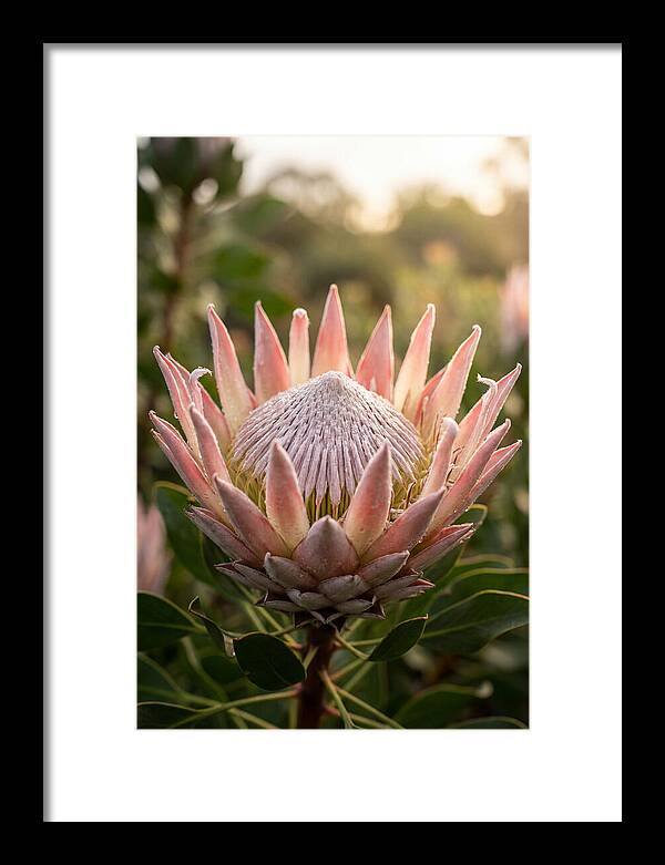 Protea King Blossom