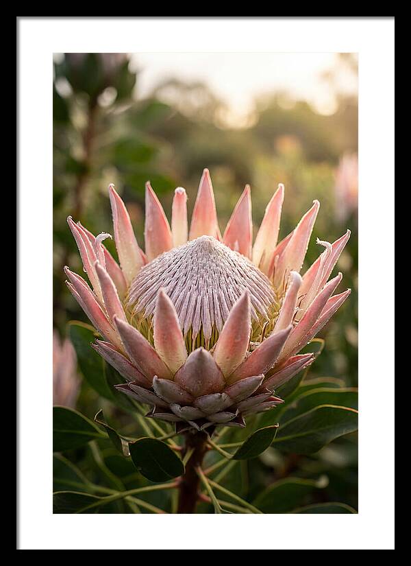 Protea King Blossom