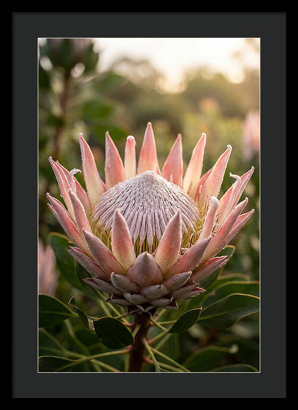 Protea King Blossom
