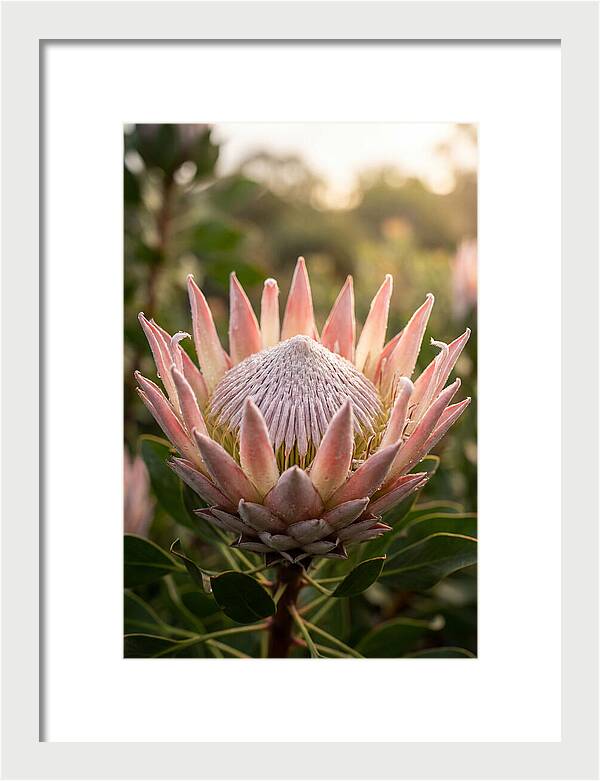 Protea King Blossom