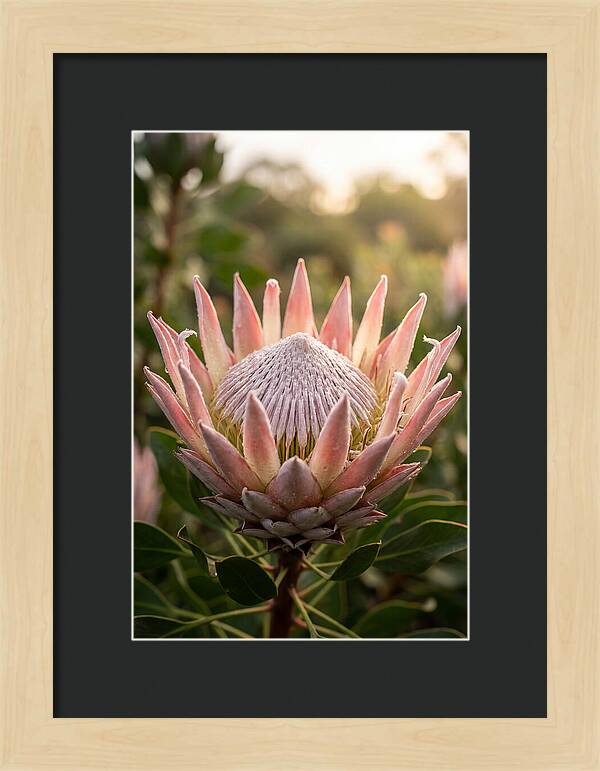 Protea King Blossom