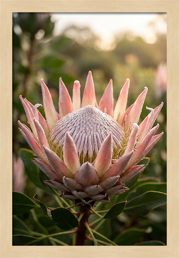 Protea King Blossom