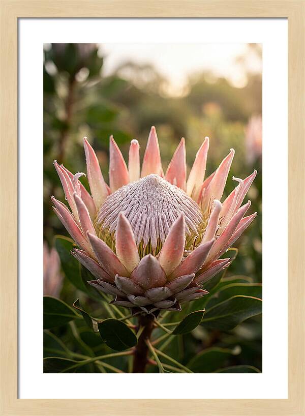 Protea King Blossom