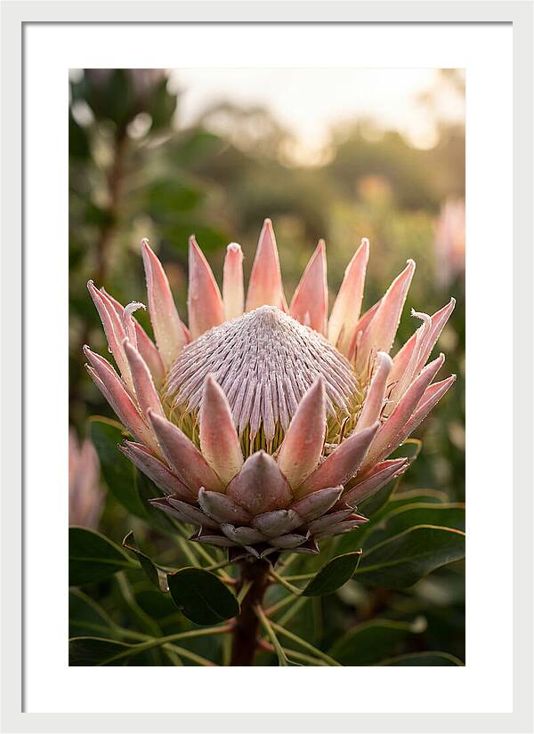 Protea King Blossom