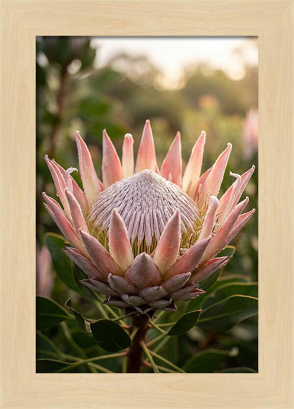 Protea King Blossom