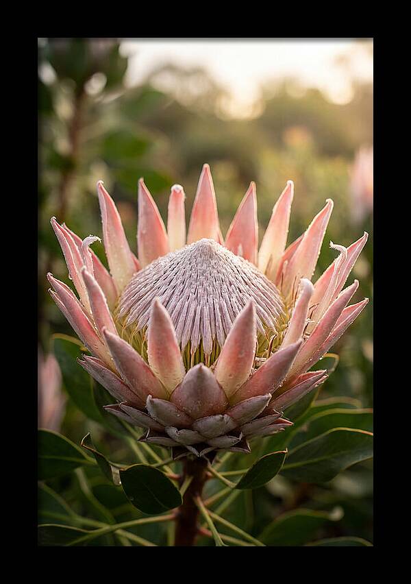 Protea King Blossom