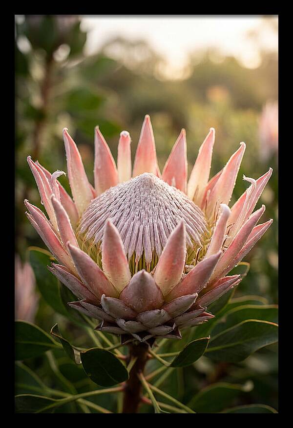 Protea King Blossom