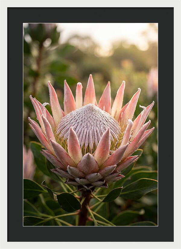 Protea King Blossom