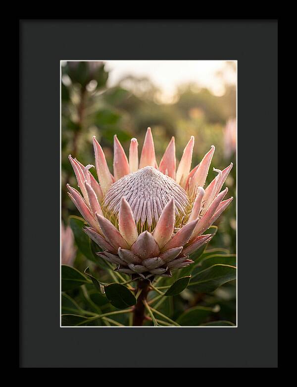 Protea King Blossom