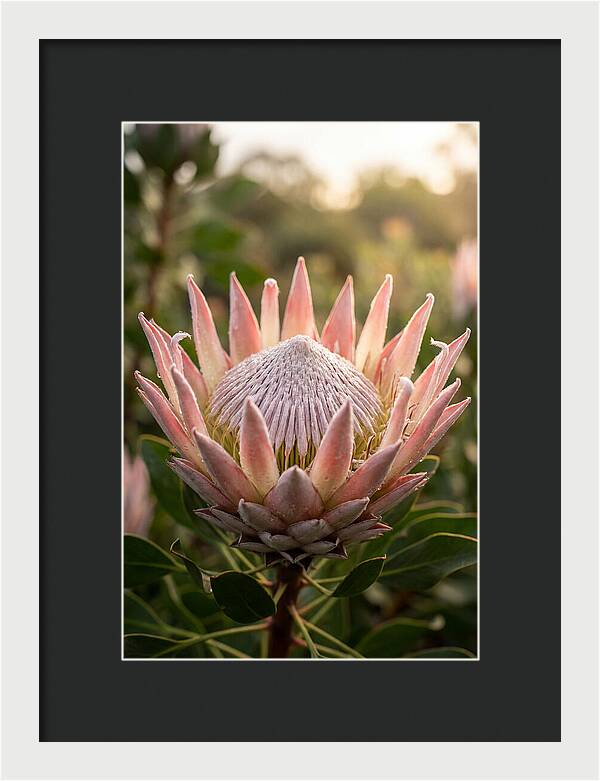 Protea King Blossom