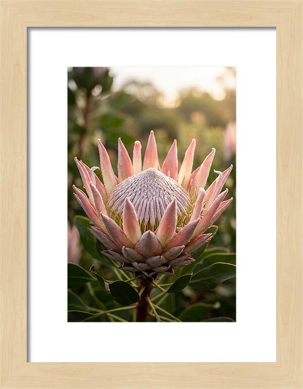 Protea King Blossom