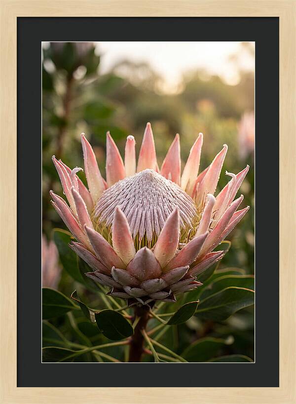 Protea King Blossom