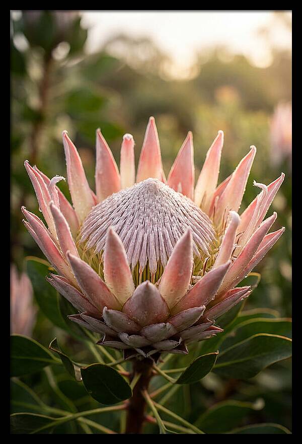 Protea King Blossom
