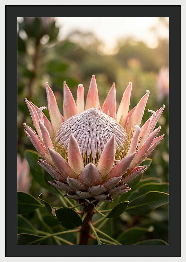 Protea King Blossom