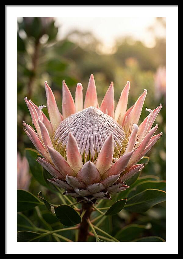 Protea King Blossom