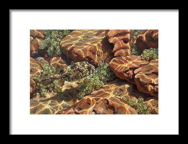 Pufferfish Among Mediterranean Rocks