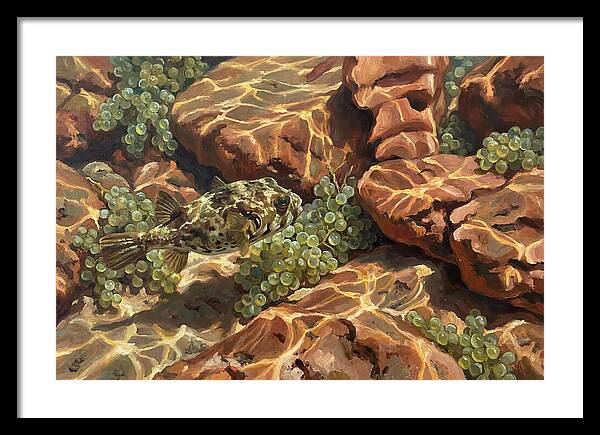 Pufferfish Among Mediterranean Rocks