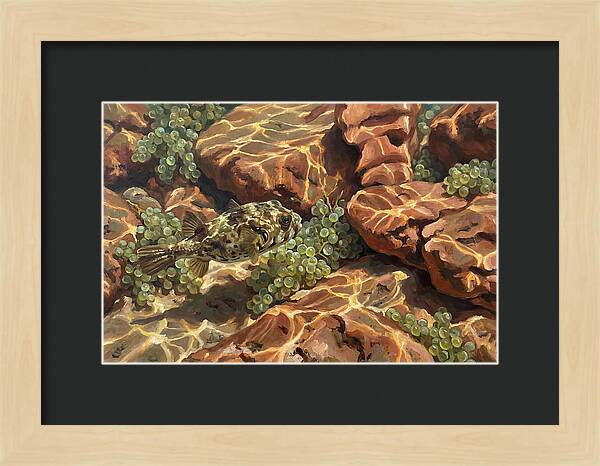 Pufferfish Among Mediterranean Rocks