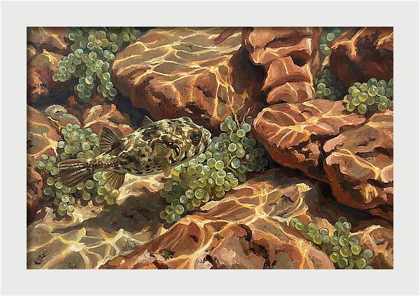 Pufferfish Among Mediterranean Rocks