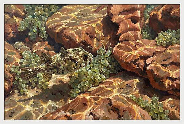 Pufferfish Among Mediterranean Rocks