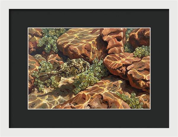 Pufferfish Among Mediterranean Rocks