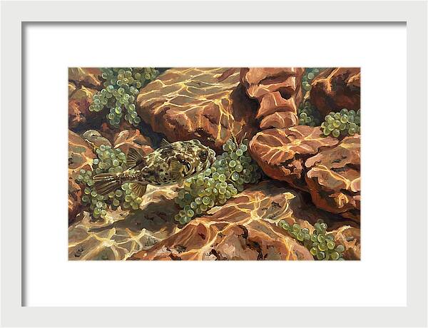 Pufferfish Among Mediterranean Rocks