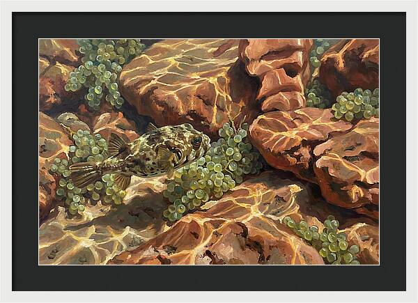 Pufferfish Among Mediterranean Rocks