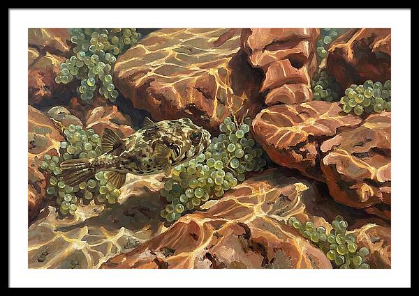 Pufferfish Among Mediterranean Rocks