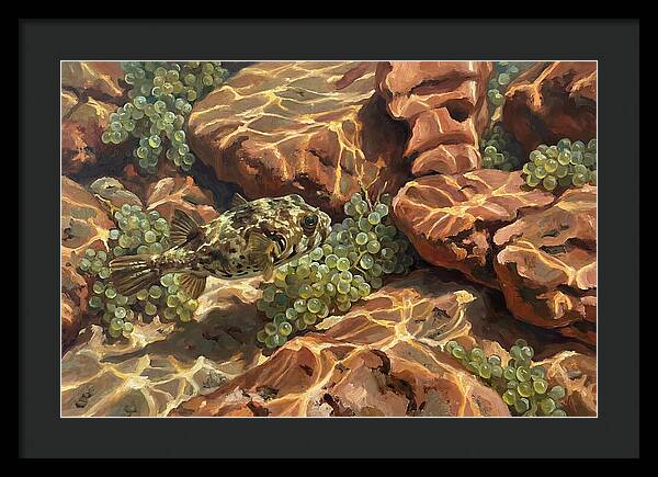 Pufferfish Among Mediterranean Rocks