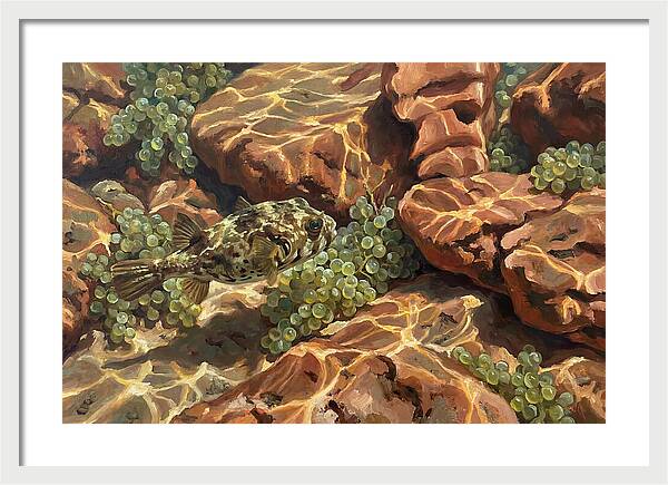 Pufferfish Among Mediterranean Rocks