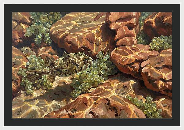 Pufferfish Among Mediterranean Rocks