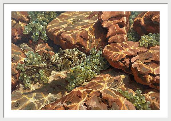 Pufferfish Among Mediterranean Rocks