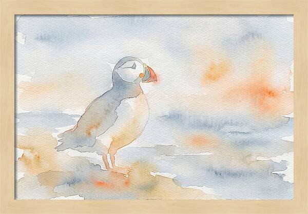 Puffin In Soft Waters