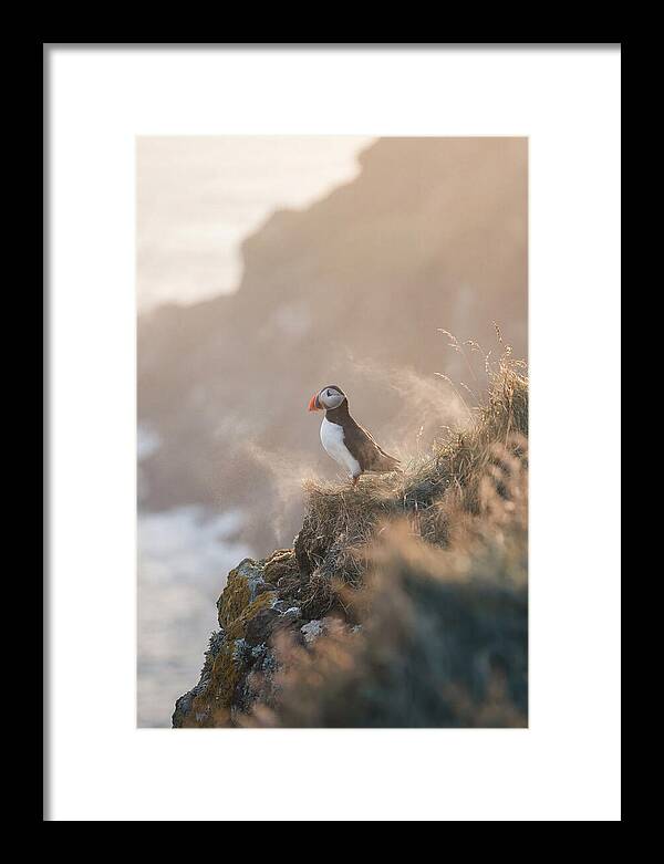 Puffin Perched On Coastal Cliff