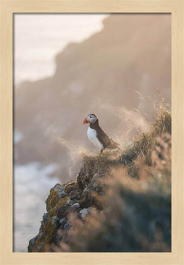 Puffin Perched On Coastal Cliff