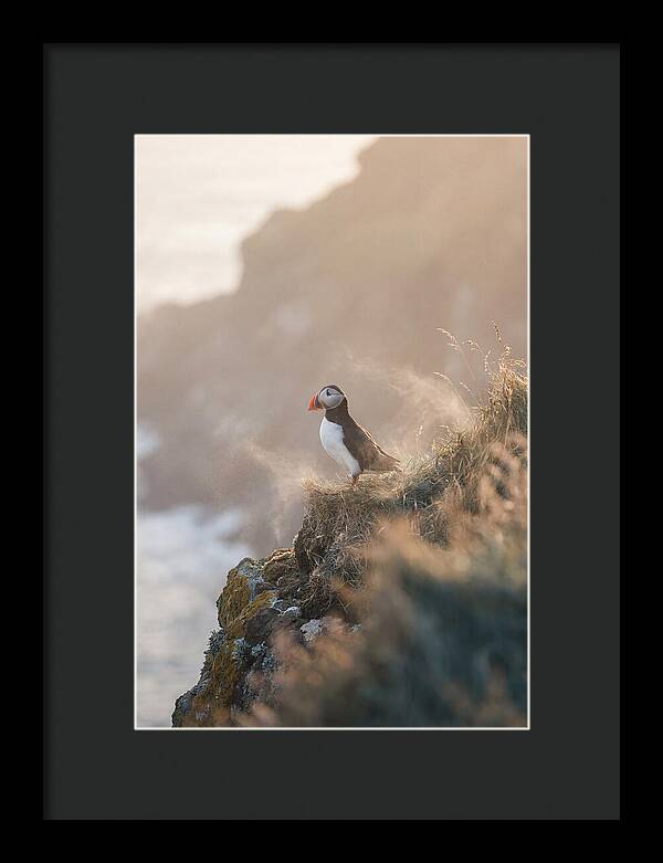 Puffin Perched On Coastal Cliff