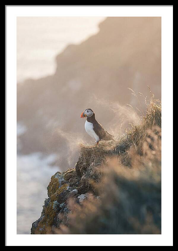 Puffin Perched On Coastal Cliff