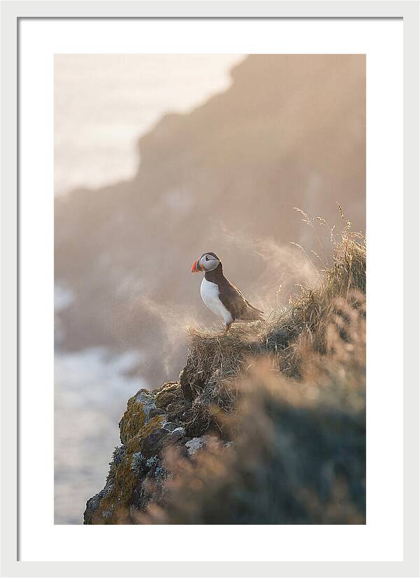 Puffin Perched On Coastal Cliff
