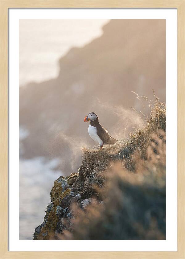 Puffin Perched On Coastal Cliff