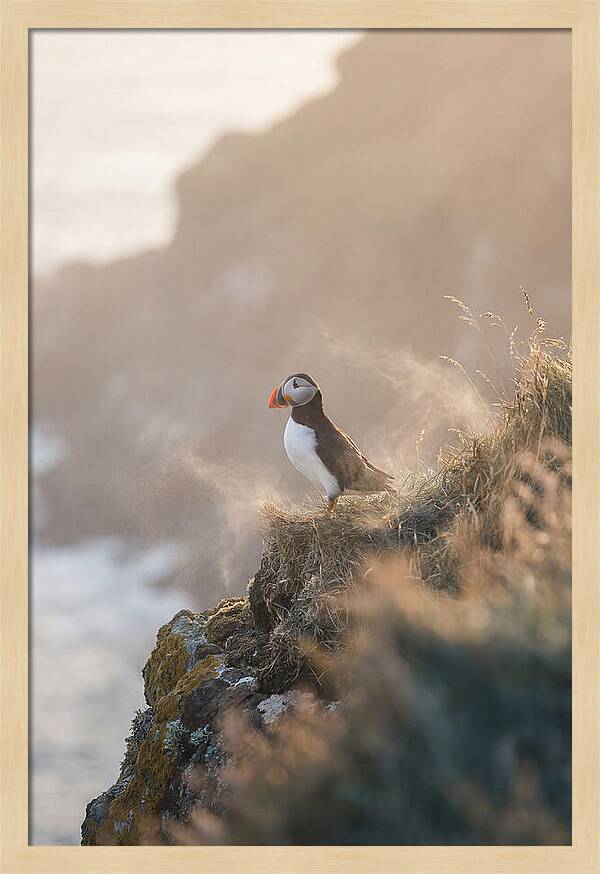 Puffin Perched On Coastal Cliff