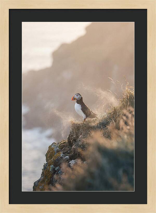 Puffin Perched On Coastal Cliff