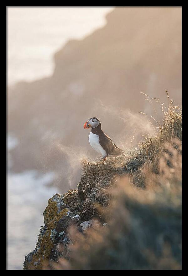 Puffin Perched On Coastal Cliff