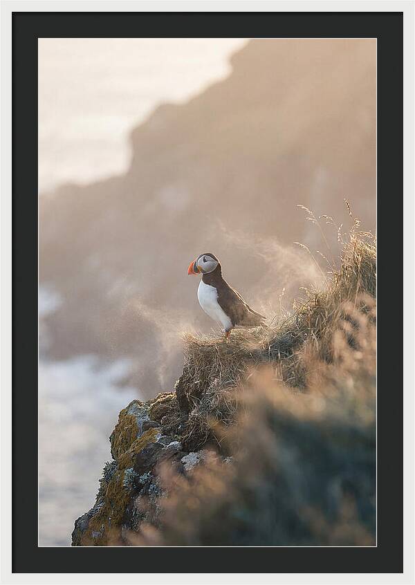 Puffin Perched On Coastal Cliff
