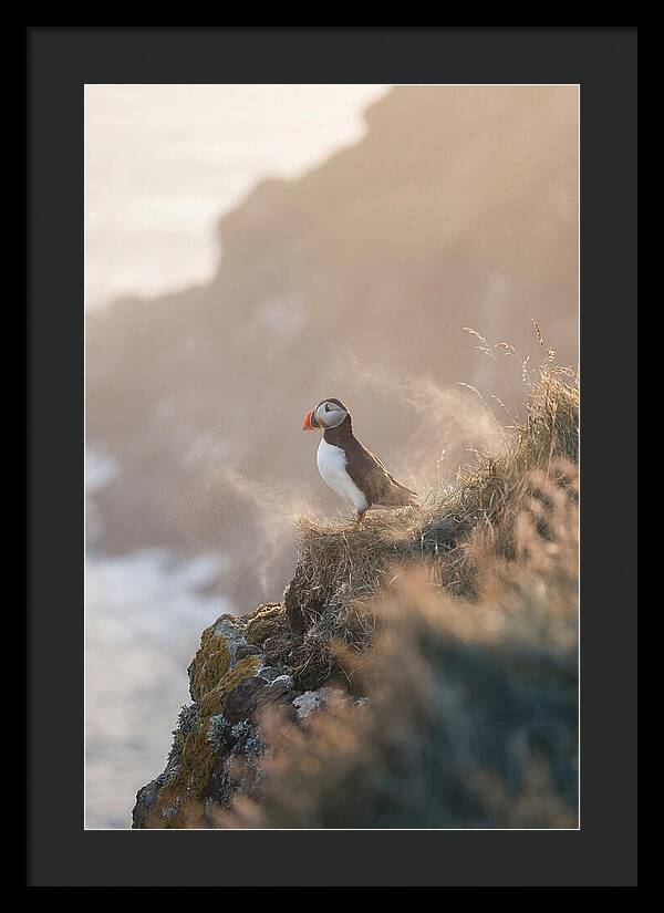 Puffin Perched On Coastal Cliff