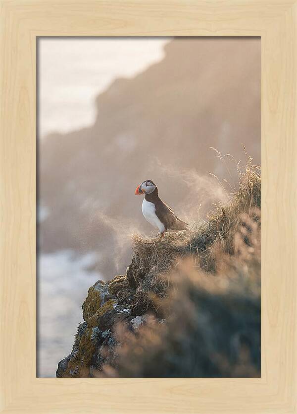Puffin Perched On Coastal Cliff