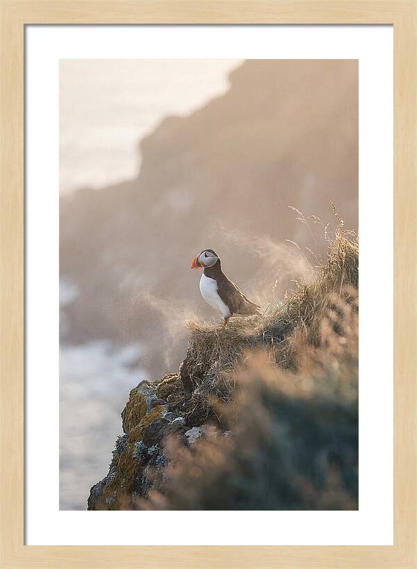 Puffin Perched On Coastal Cliff