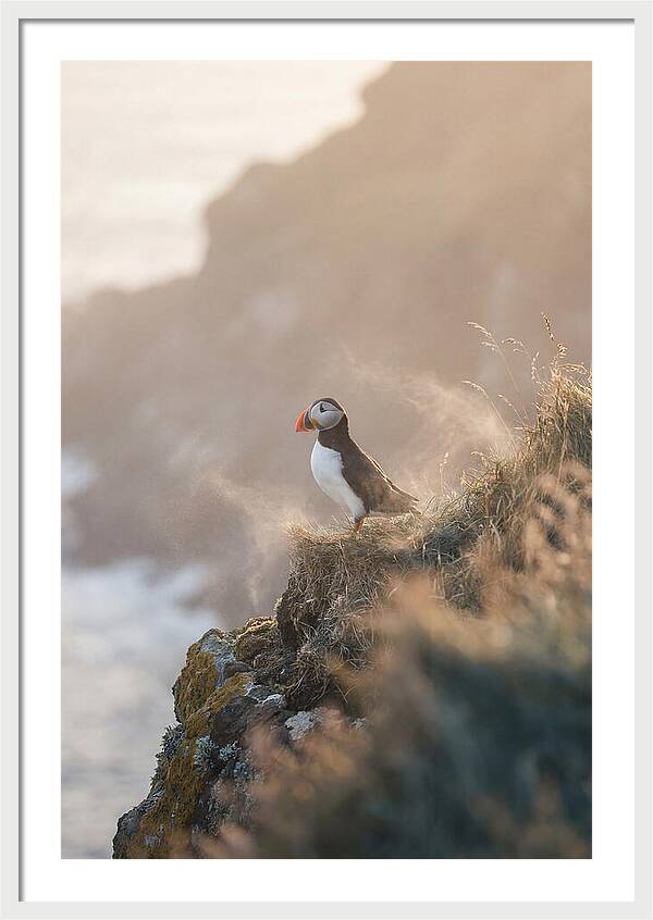 Puffin Perched On Coastal Cliff