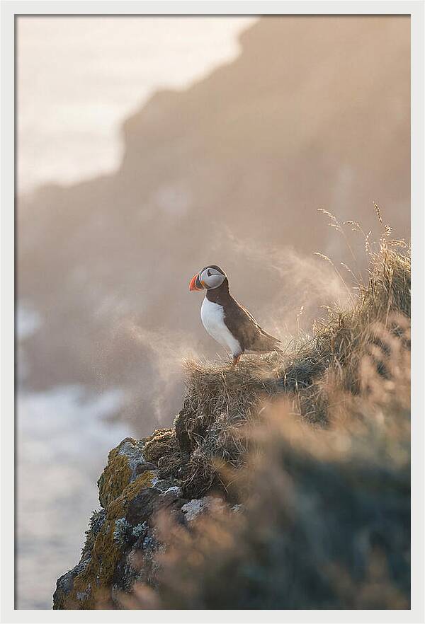 Puffin Perched On Coastal Cliff
