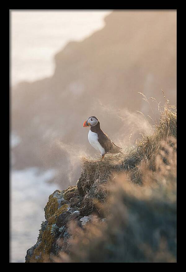 Puffin Perched On Coastal Cliff
